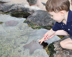 Onsite Coral Reef Naturalist Program