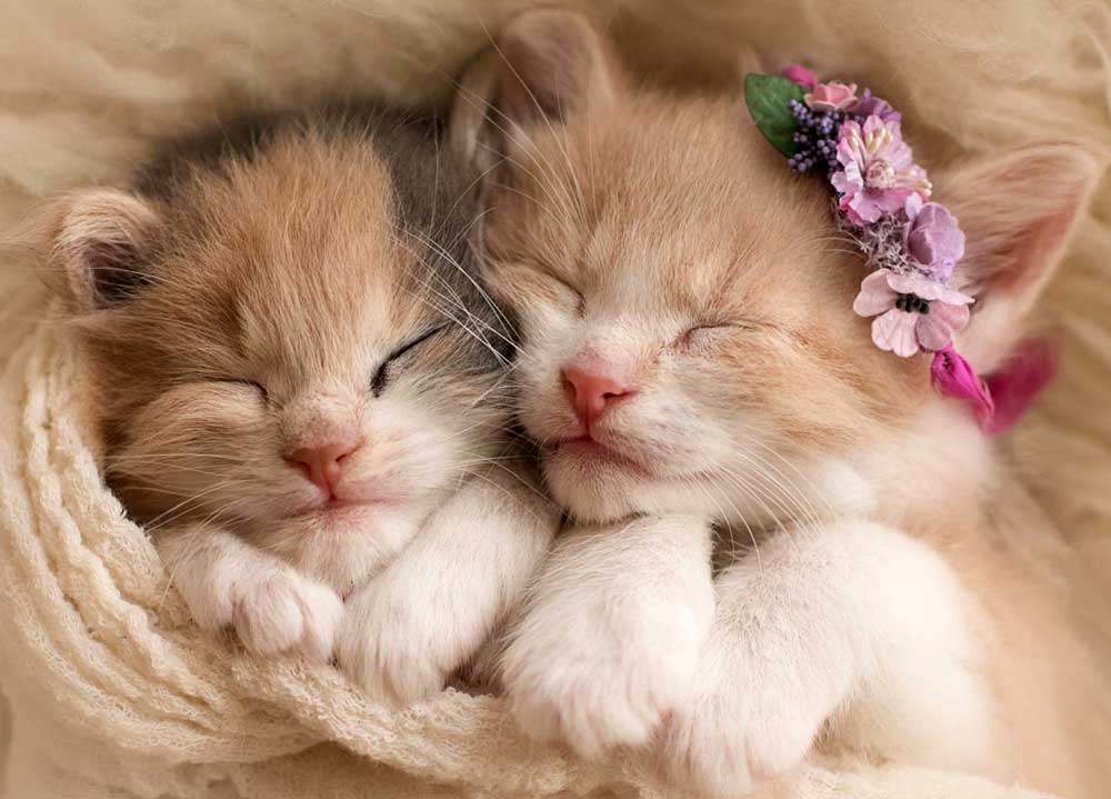 Two Beautiful Kittens